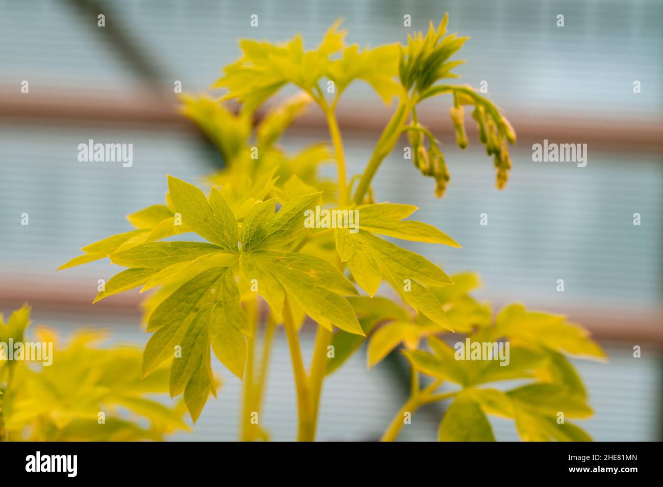 Nahaufnahme des leuchtend gelben Laubs des blutenden Herzens „Weißgold“. Lamprocapnos Dicentra spectabilis Stockfoto