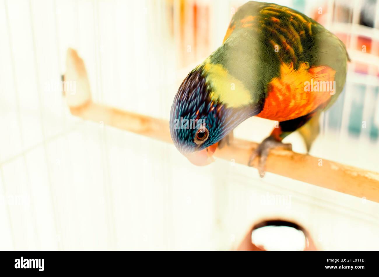 Farbenfroher Vogel, der in einem Käfig gefangen ist. Salvador, Bahia, Brasilien. Stockfoto