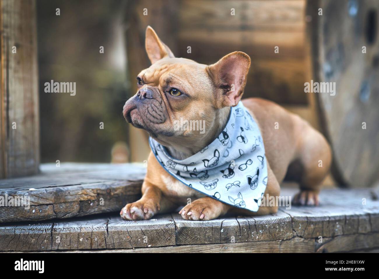 Französischer Bulldog-Hund mit blauem Nackentuch, der zwischen hölzernen industriellen Kabeltrommeln liegt Stockfoto