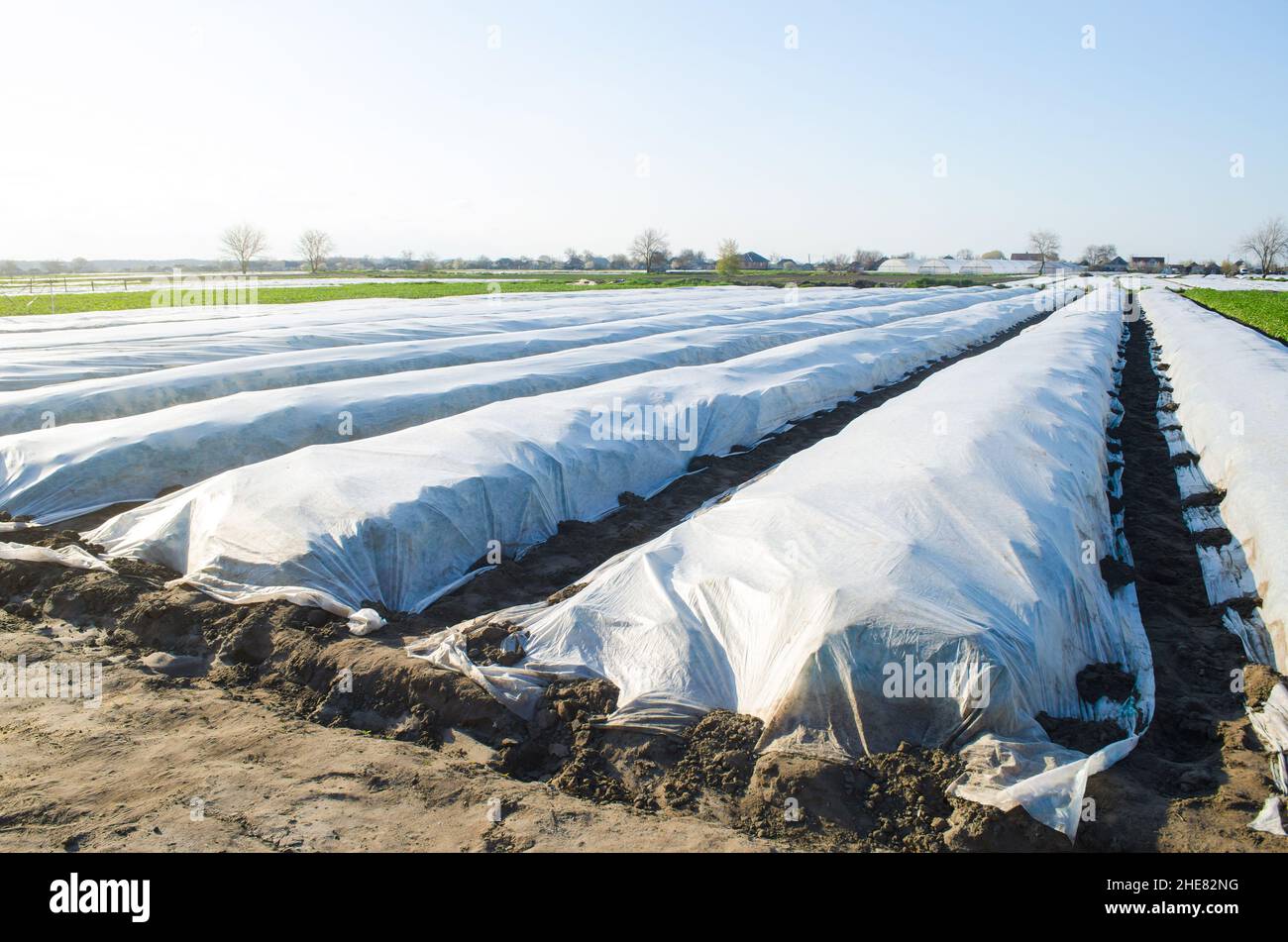 Ein Feld auf dem Bauernhof, bedeckt mit weißen Stoffreihen. Spinnvlies Spinnvlies-Spinnvlies-Agrargewebe. Treibhauseffekt für Pflanzen bei kaltem Wetter. Früher Topf Stockfoto