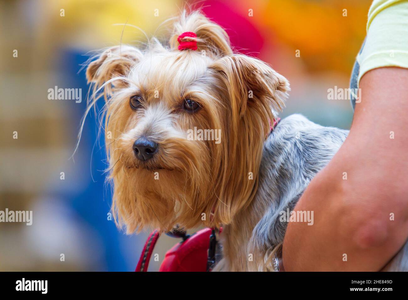 Ein kleiner pelzigen Hund mit einem roten Bogen liegt in seinen Armen. Stockfoto