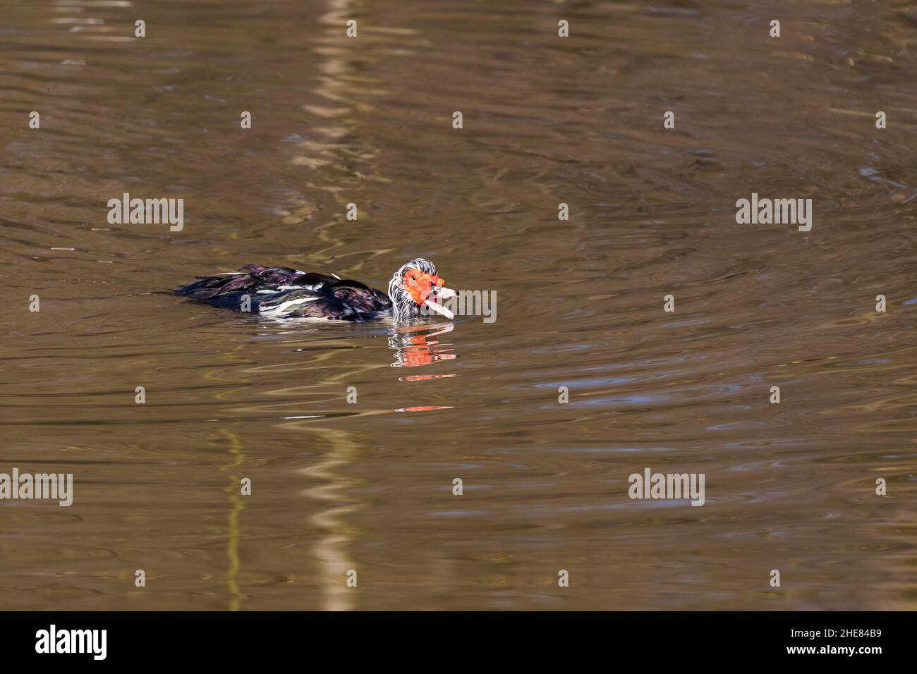 Die Ente auf dem Teich wird gewaschen. Sie sprüht Wasser um sie herum, ihr Schnabel ist offen. Stockfoto