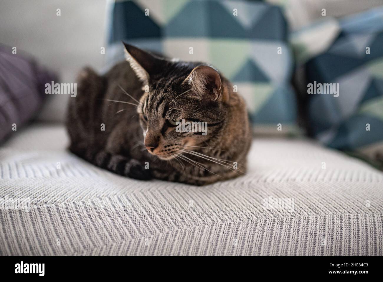 Traurige und einsame, gestromte Katze, die zu Hause auf dem Sofa liegt. Stockfoto