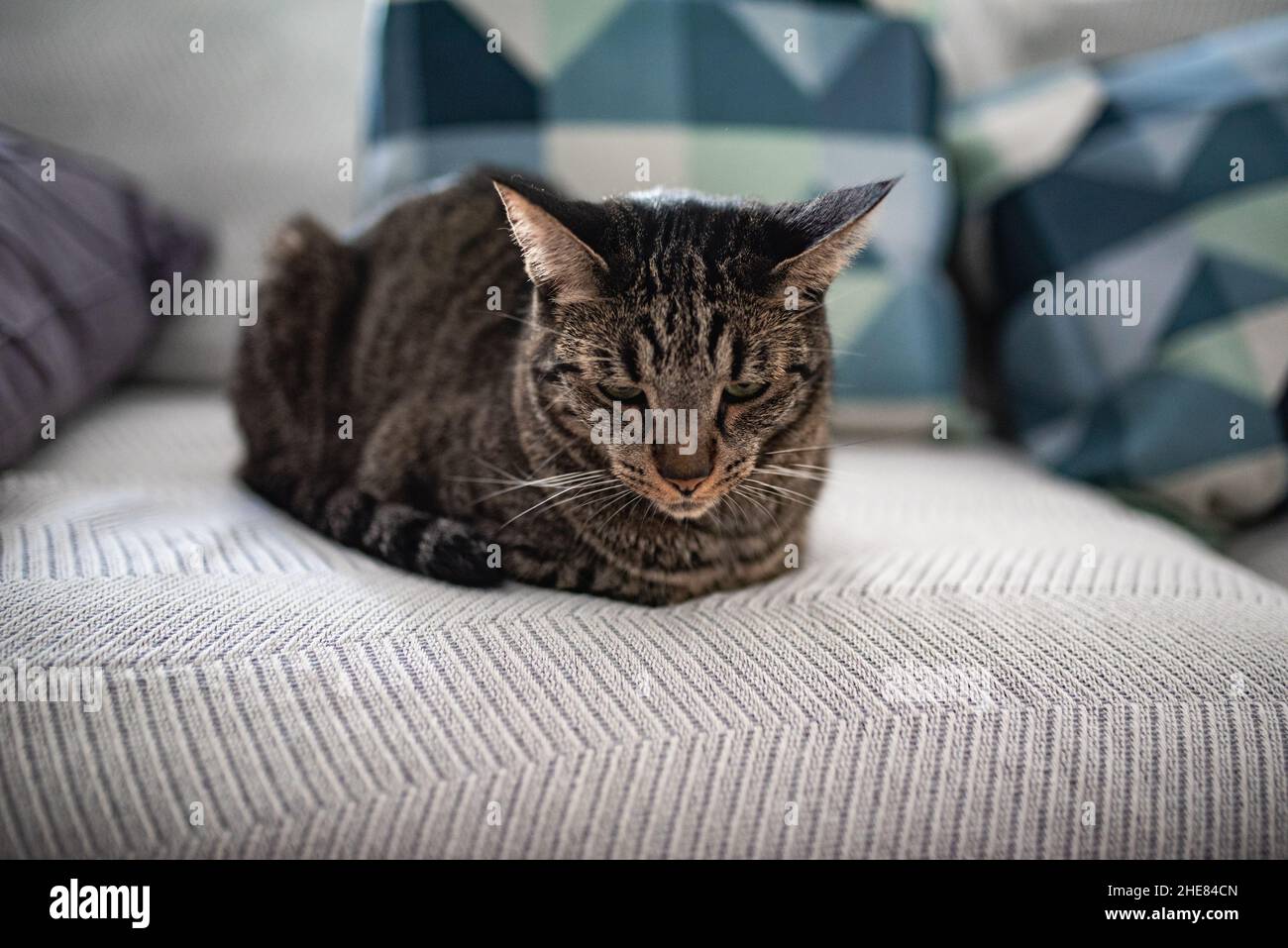 Traurige und einsame, gestromte Katze, die zu Hause auf dem Sofa liegt. Stockfoto