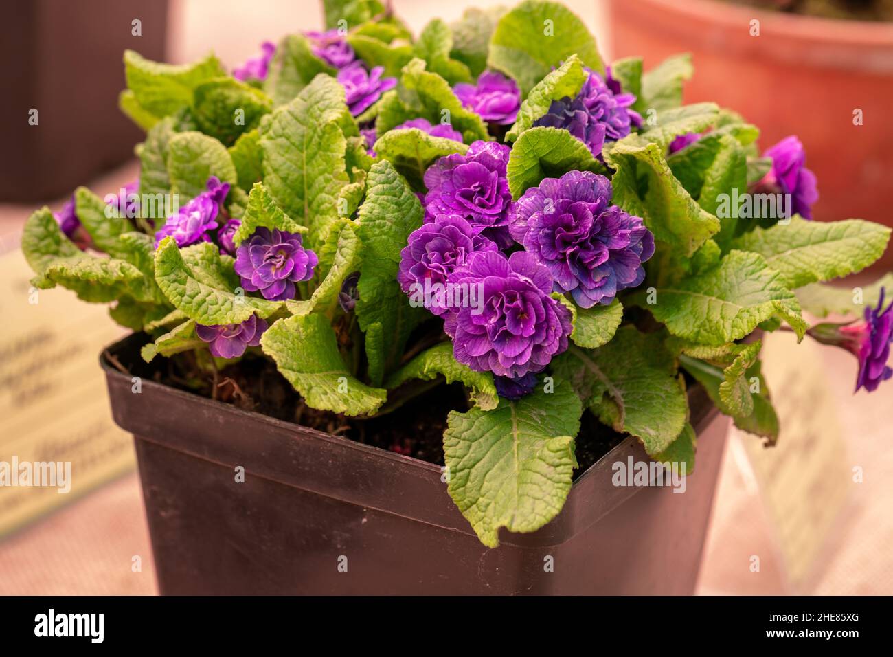 Primula Belarina Amethyst blüht im Frühjahr Stockfoto