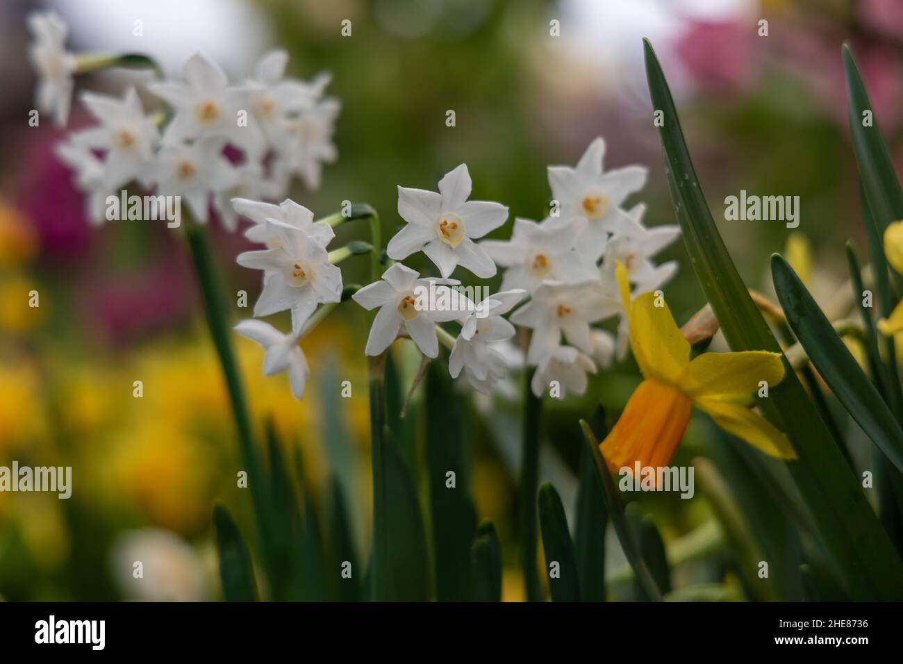 Narcissus Paperwhite Ziva blüht im Herbst im Garten Stockfoto