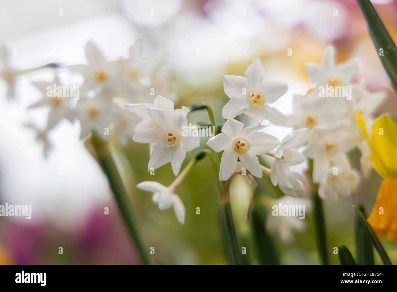 Narcissus Paperwhite Ziva blüht im Herbst im Garten Stockfoto