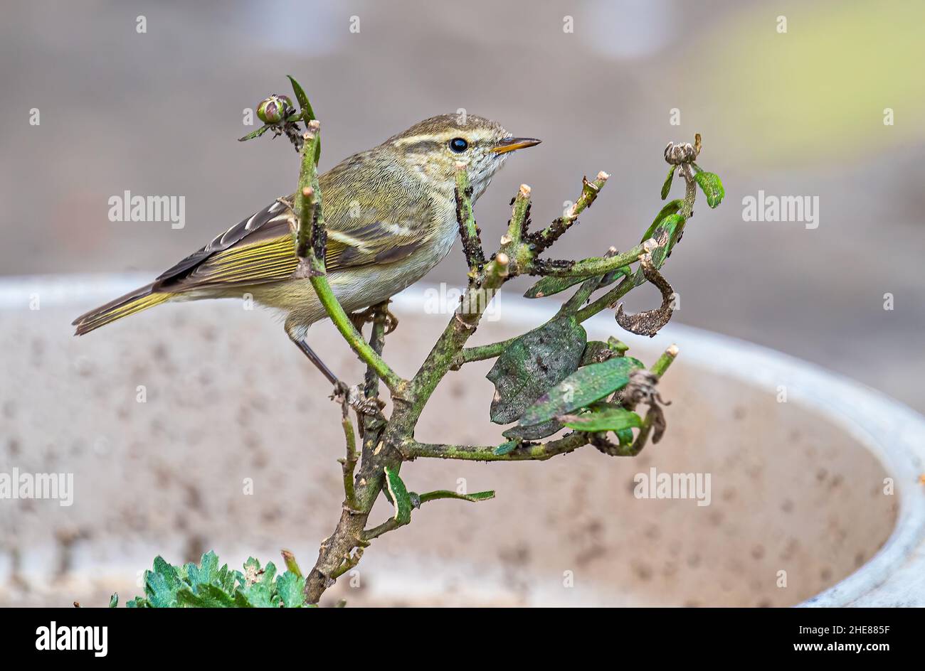 Laubsänger auf einer Pflanze und fressen Insekten Stockfoto