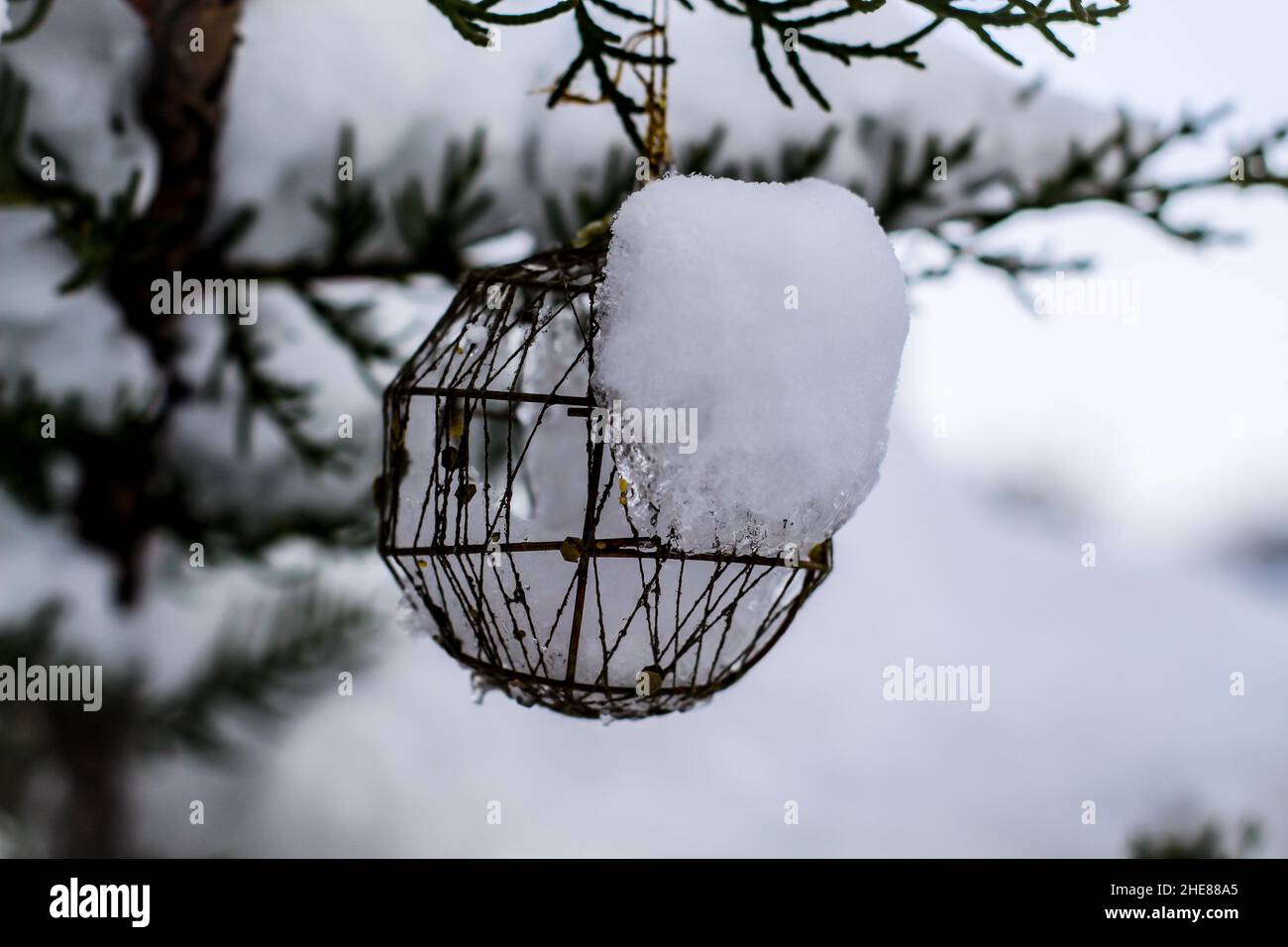 Foto des Perückenkugelornaments hing an einer mit Schnee bedeckten Kiefer Stockfoto