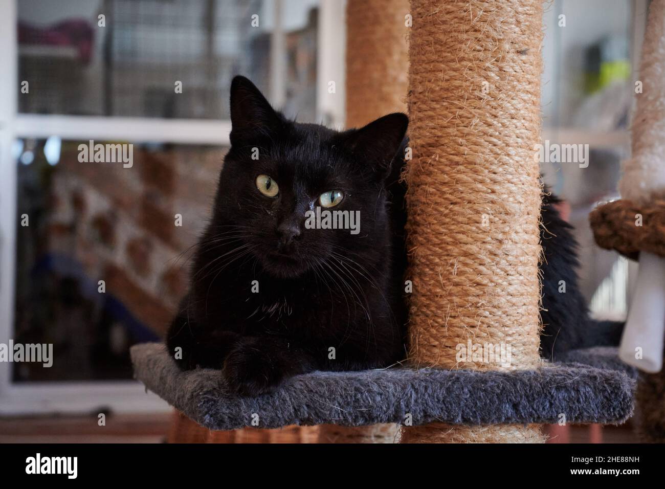 Nahaufnahme einer niedlichen, schwarz-grünen Katze, die auf einem pelzigen Stuhl sitzt Stockfoto