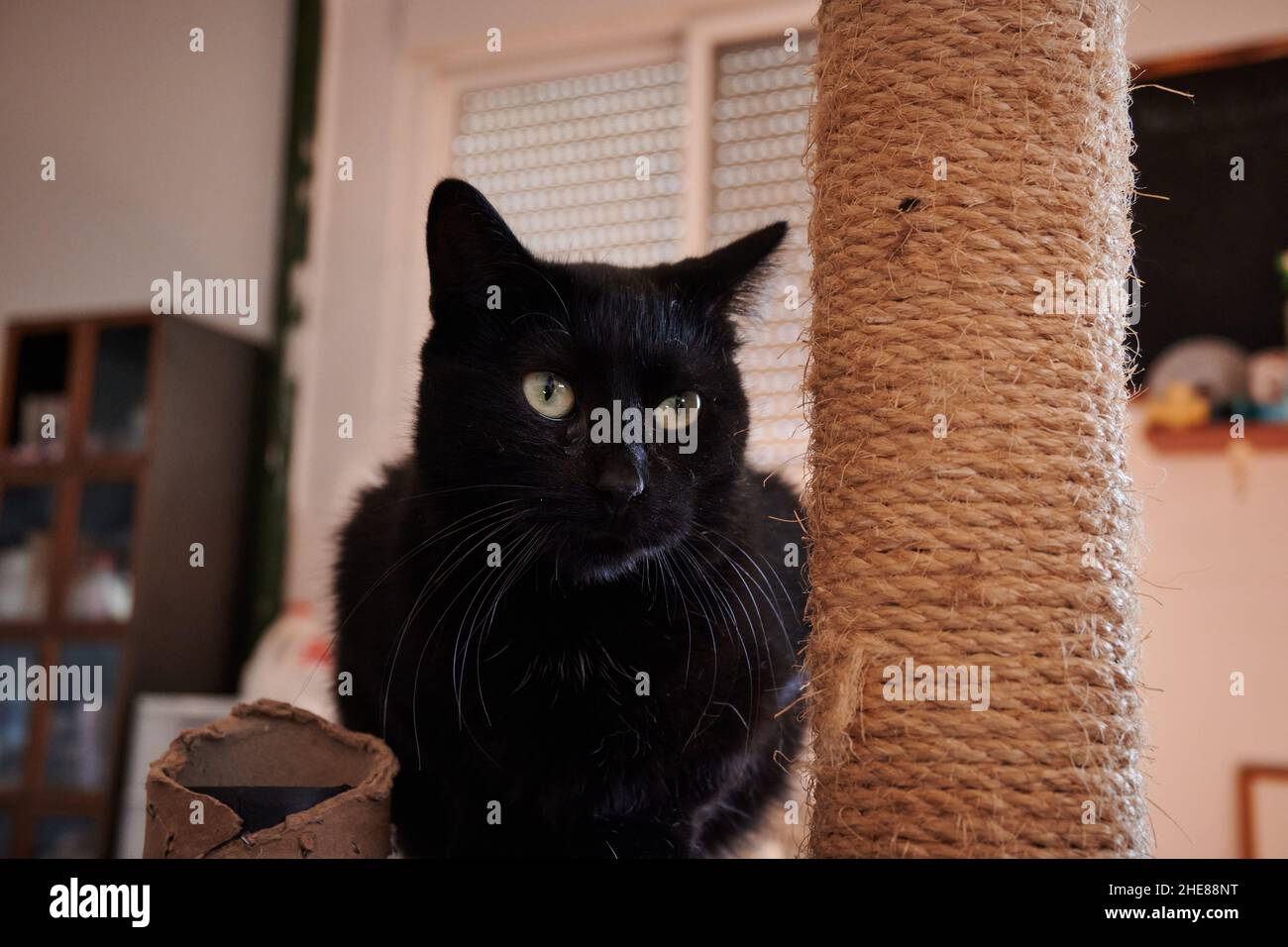 Nahaufnahme einer schwarzen heimischen Bombay-Katze mit grünen Augen in einem Haus Stockfoto