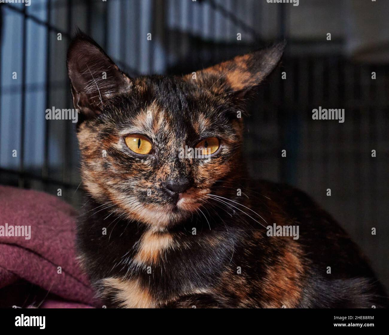 Porträt einer dunkelbraunen und schwarzen Katze mit orangefarbenen Augen, die unter hellem Sonnenlicht aus der Ferne starren Stockfoto