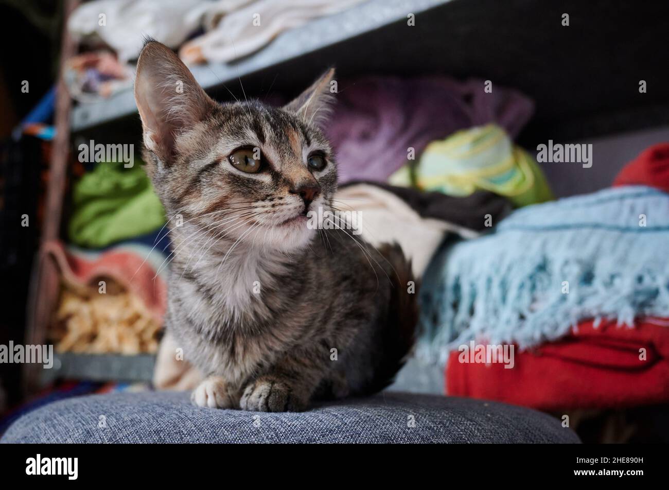 Eine niedliche tabby Katze, die in die Ferne starrt, während sie zu Hause auf dem Stuhl sitzt Stockfoto