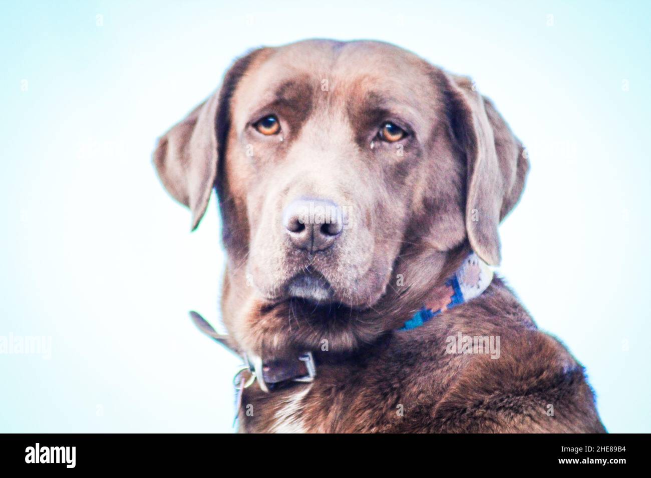 Shallow-Focus-Aufnahme eines braunen Hundes Stockfoto
