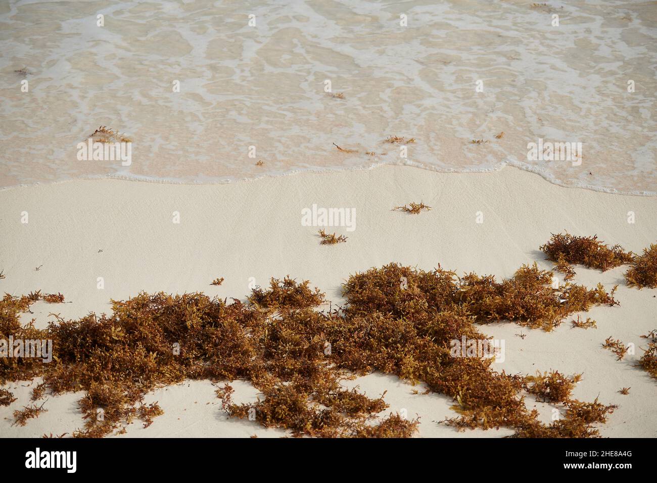 Am Strand auf der Isla Holbox, Mexiko, wurden Algen aufgespült Stockfoto