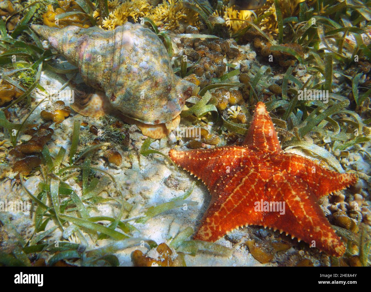 Meeresschnecke und Seesterne unter dem karibischen Meer (Atlantic triton Trompete, Charonia variegata und Cushion Sea Star, Oreaster reticulatus) Stockfoto