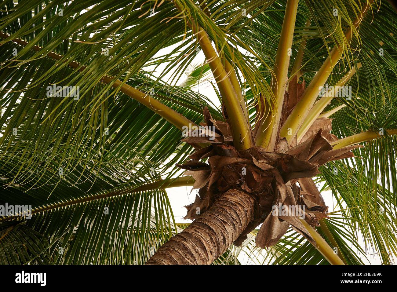 Blick auf die Unterseite einer Palme Stockfoto