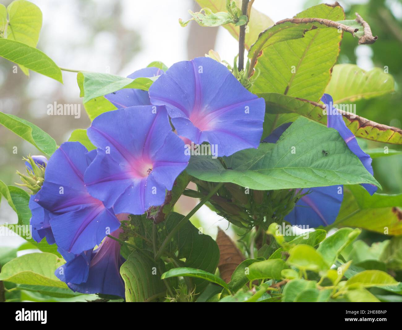 Drei kletternde blau-violette Morgenblumen an der Weinrebe, wachsen in Strandschrubben an der Küste Australiens, Blau-Lila auf grünen Weinblättern Stockfoto