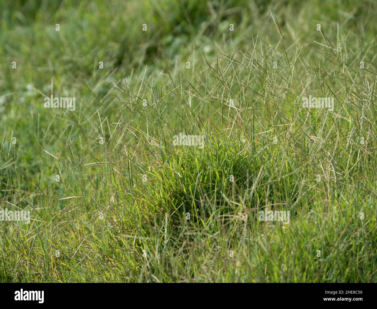 Dickes, üppiges grünes Gras mit getufteten Samenköpfen, die sanft in der Brise weht und auf einem dicken Teppich in Küstenland von NSW wächst Stockfoto