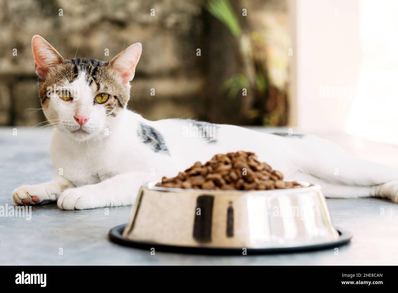 Amerikanische Drahthaar-Katze ruht sich aus und schaut auf die Kamera. Stockfoto