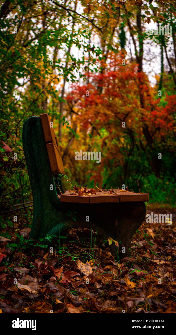 Vertikale Aufnahme einer hölzernen Bank in einem Park, der mit heruntergefallenen Blättern bedeckt ist Stockfoto