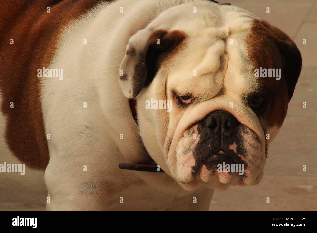 Nahaufnahme einer Bulldogge Stockfoto