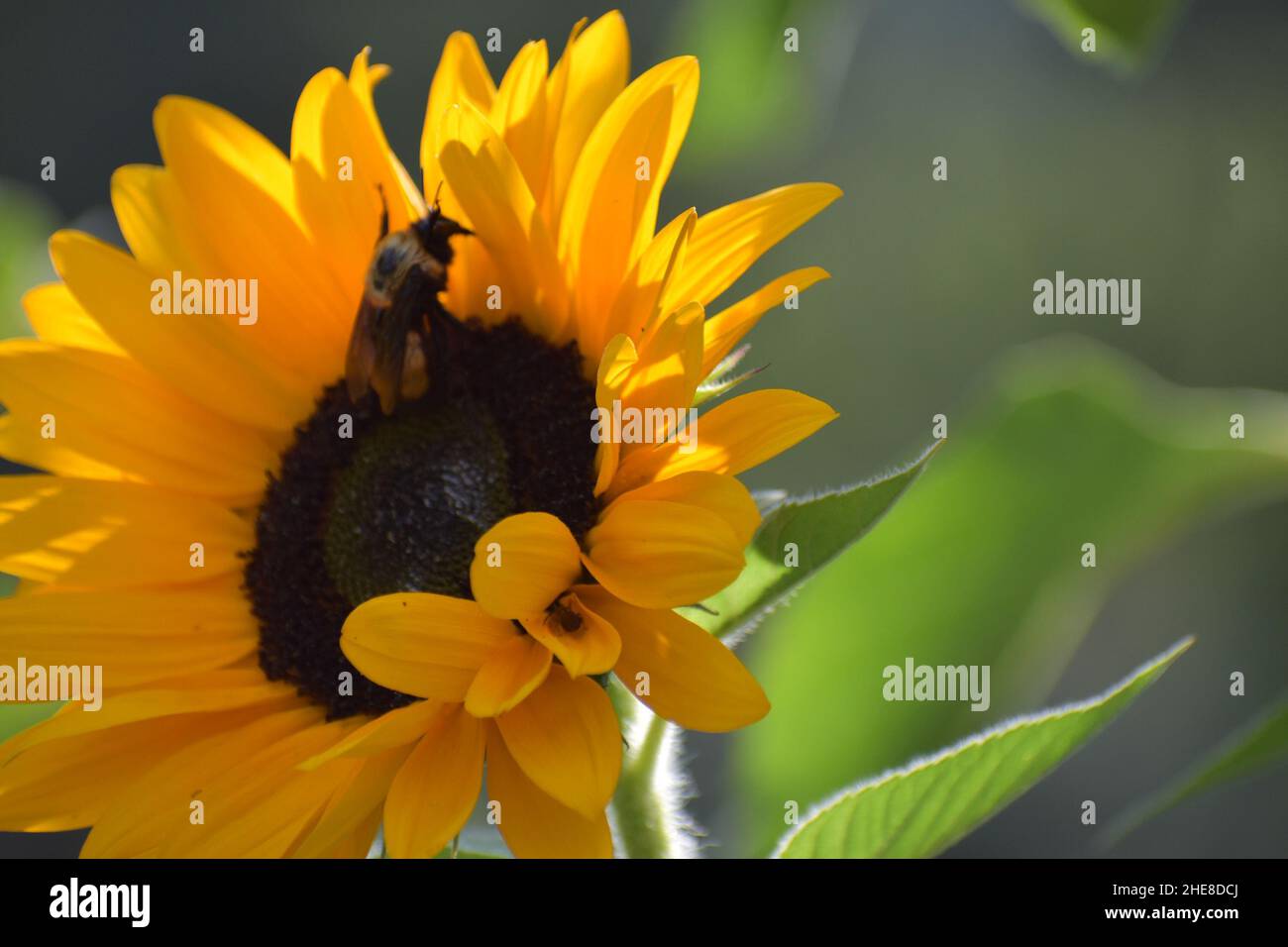 Nahaufnahme von einer Biene auf einer Sonnenblume Stockfoto