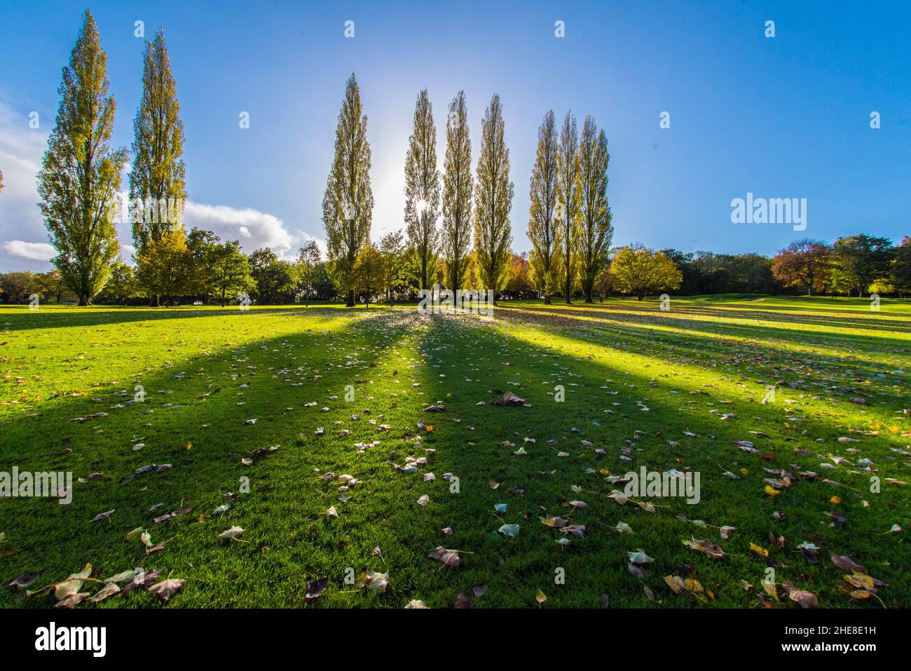 Fantastischer Herbsttag auf dem Calcot Golf Course, Reading, Berkshire, Großbritannien Stockfoto