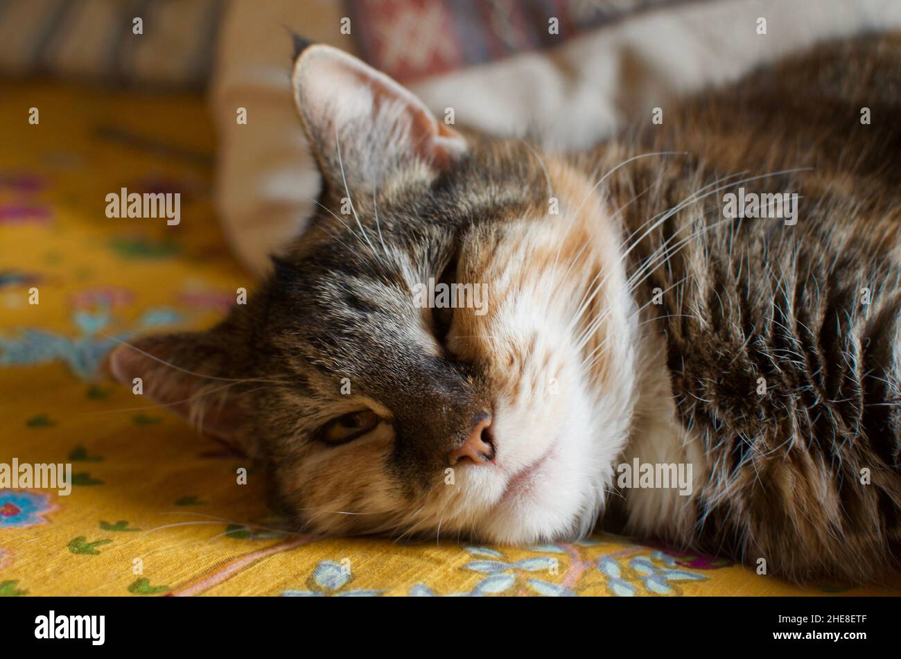Reife weibliche Katze, die nach einem guten Schlaf während des Tages aufwacht. Stockfoto