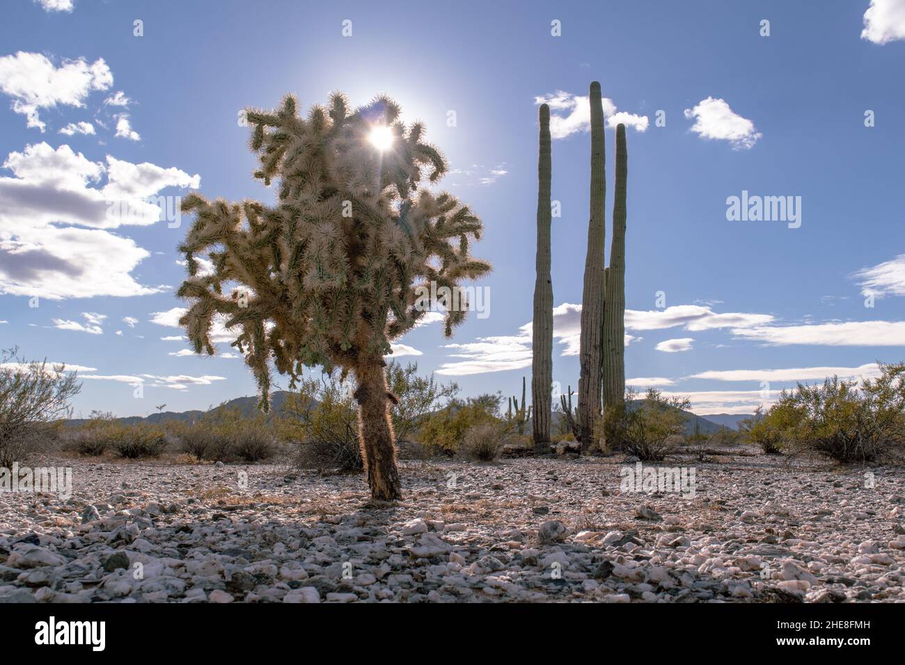Sonnenschein durch die Cholla anear Sonoran Desert National Monument aufgenommen am 2021. Dezember Stockfoto
