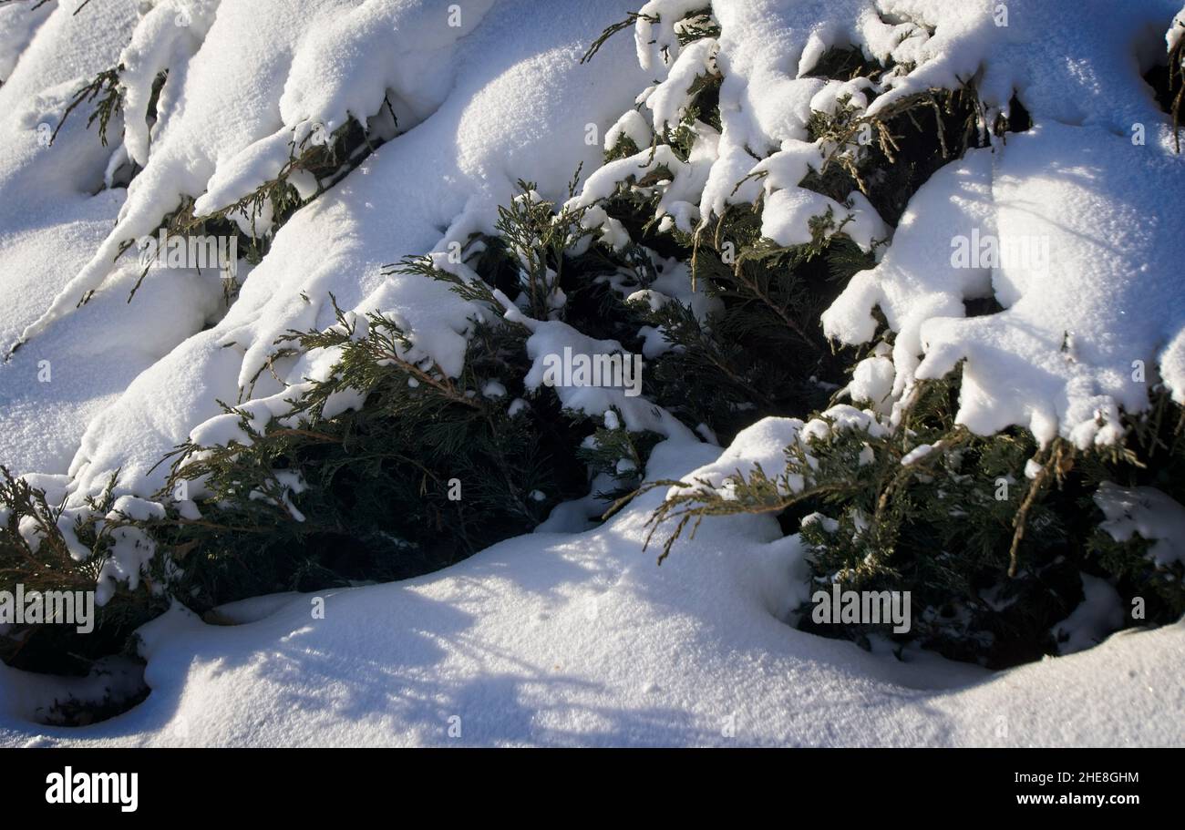 Schnee und Bäume Calgary Alberta Stockfoto