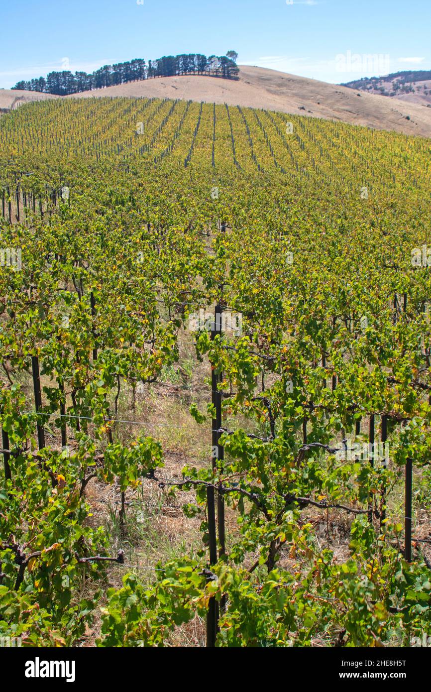 Weinberg in den Barossa Ranges, oberhalb des Barossa Valley Stockfoto