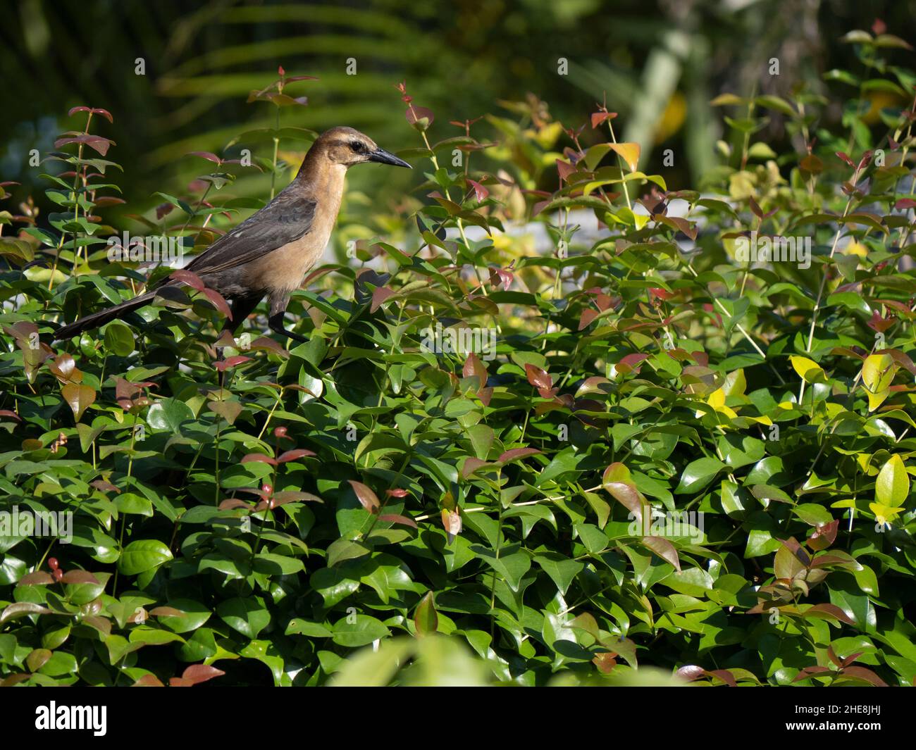 Auf grünen Pflanzen sitzender Greifvögel Stockfoto