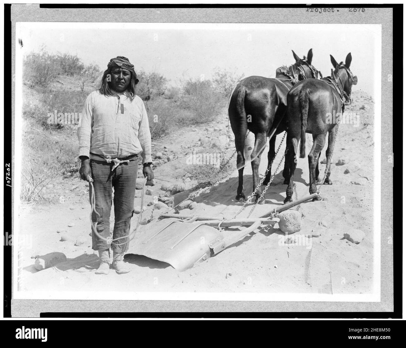 Salt River Project, Arizona. Cushong oder, fette Henne, ein Arbeiter auf der Salt River Project, mit zwei Maultieren Stockfoto