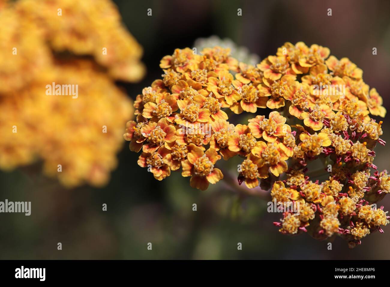 Makro-Seitenansicht von Blumen auf einer Yarrow-Pflanze Stockfoto