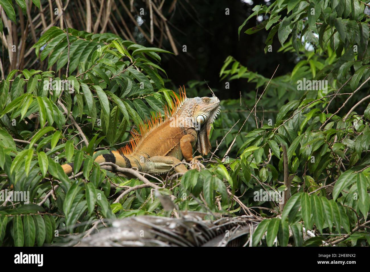 Orangefarbene Schuppen aus männlichem Leguan zeigen an, dass er in Hitze ist und nach einem Partner sucht Stockfoto