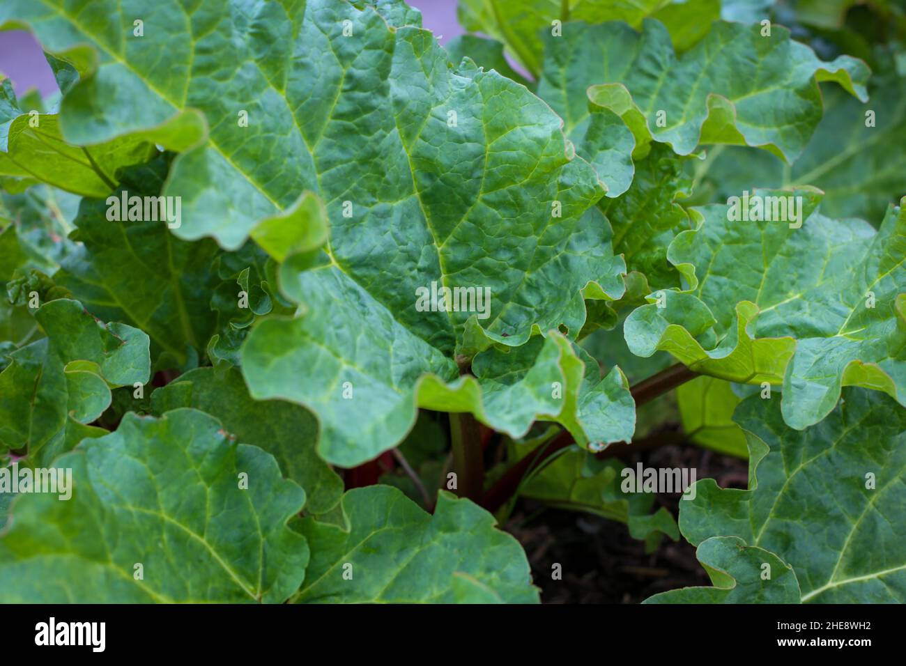 Eine gesunde Rhabarberpflanze, die in einem Bio-Garten wächst und die leuchtend grünen Blätter zeigt, die giftig zu fressen sind. Stockfoto