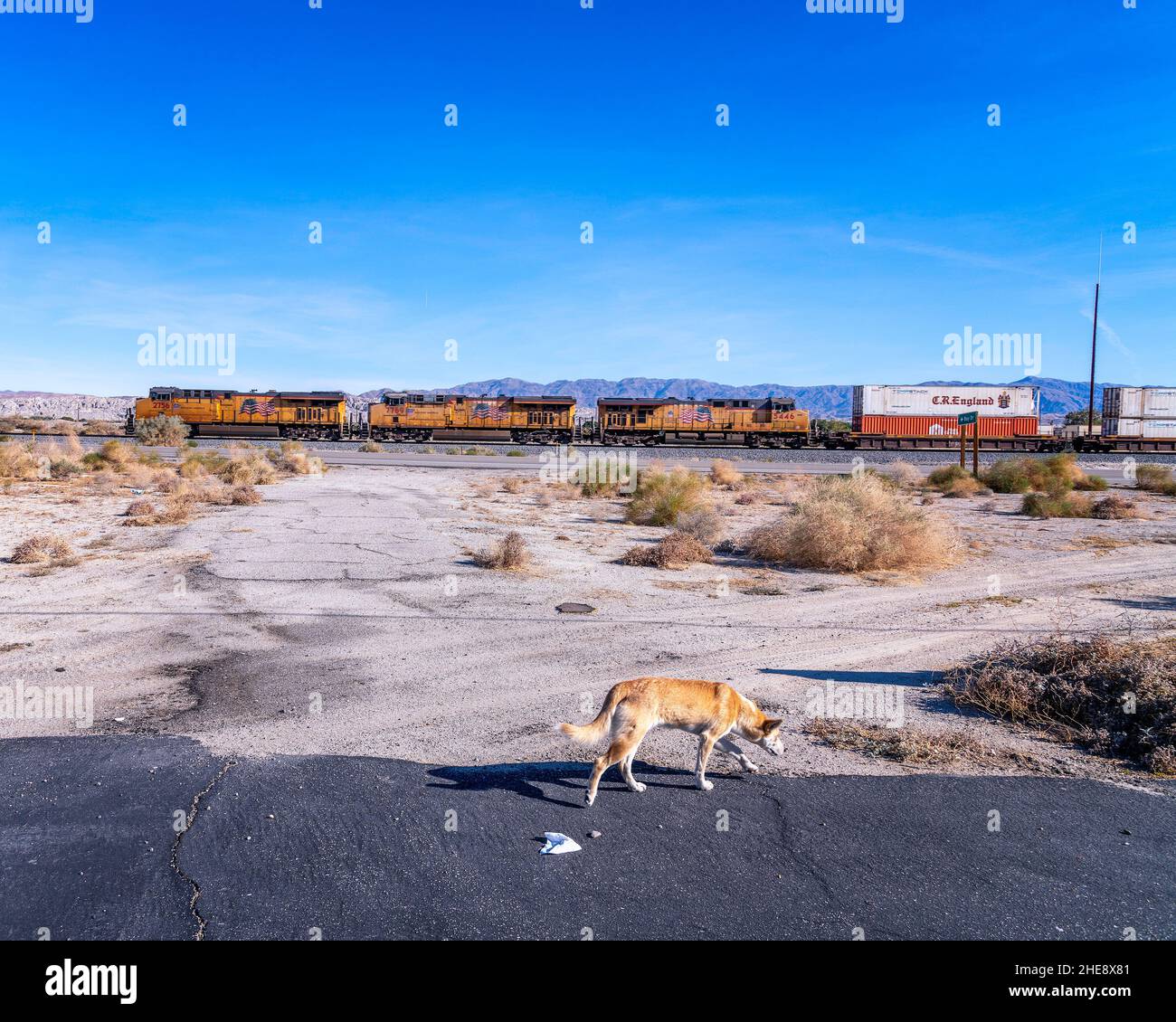 Mekka, CA, USA: 04. Januar 2022: Ein streunender Hund sucht in der Nähe der Saltonsee nach Futter, während ein Güterzug vorbeifährt, Mekka, CA. Stockfoto