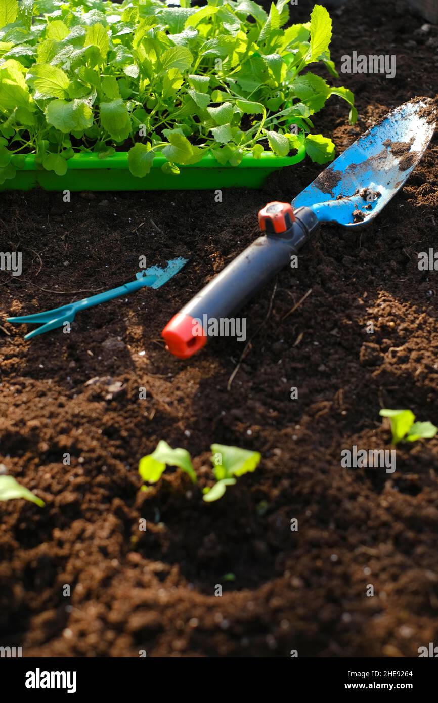 Transplanting seedlings Fotos und Bildmaterial in hoher Auflösung Alamy