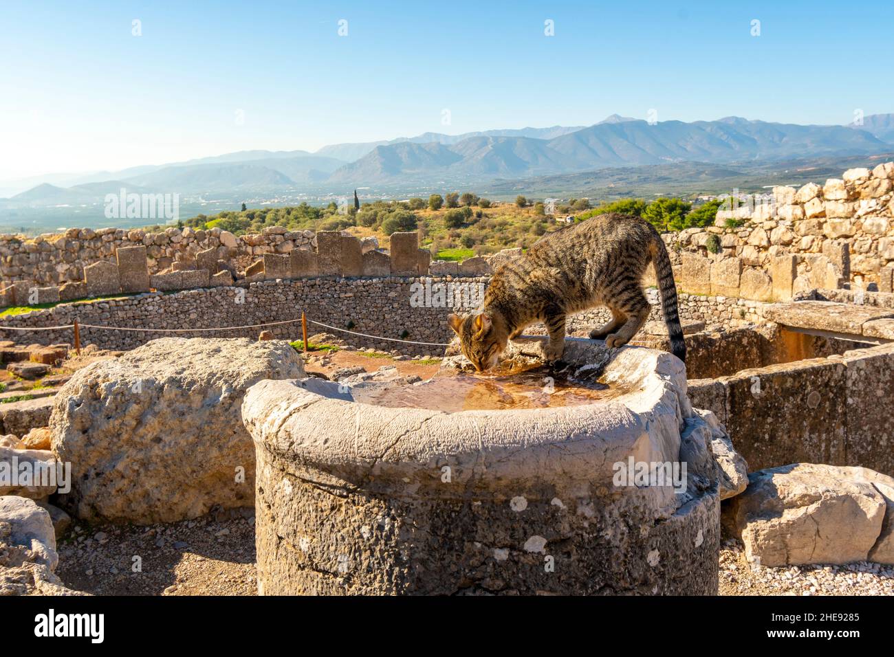 Eine streunende griechische tabby Katze trinkt Wasser aus einer alten Ruine in der Festung von Mycenae, Griechenland. Stockfoto