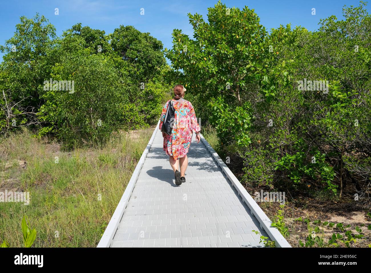 Frau, die auf dem Mangrove Board Walk im East Point Reserve in Darwin, Australien, unterwegs ist Stockfoto