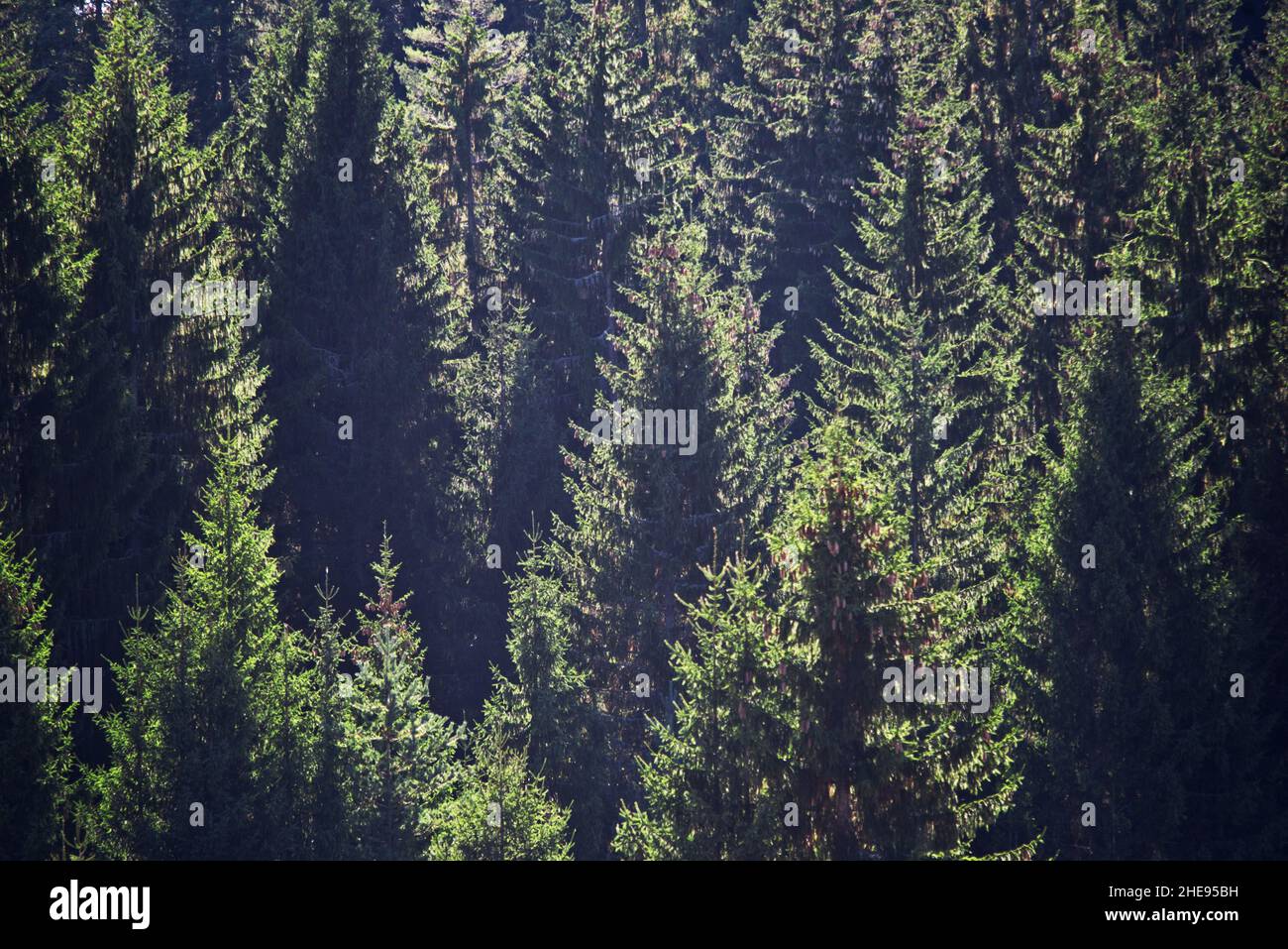 Topshot von Baumkronen des Nadelwaldes Stockfoto