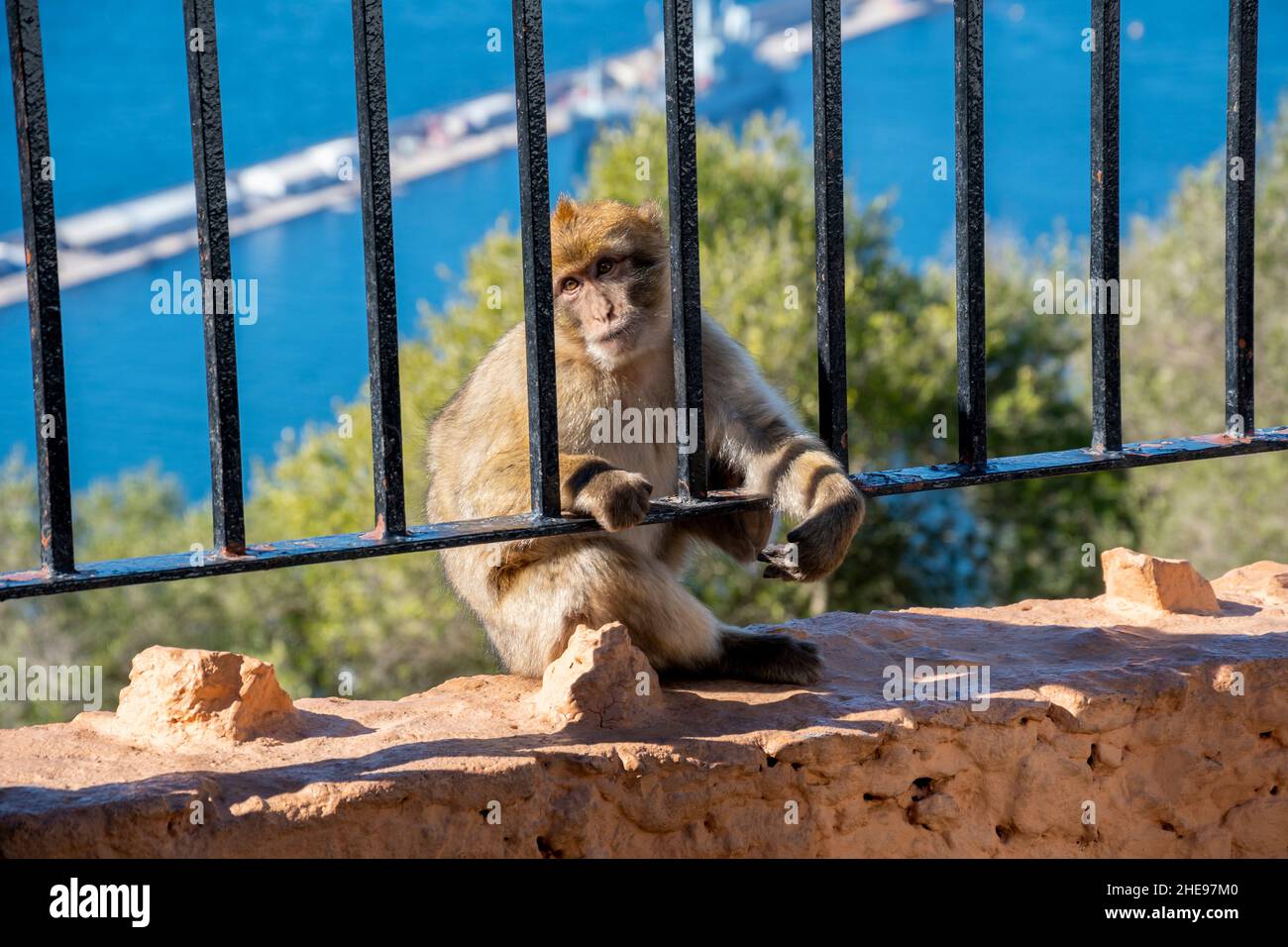Ein junger Makaken-Barbarenaffen hinter einem Eisentor mit dem Mittelmeer hinter Gibraltar, Großbritannien. Stockfoto