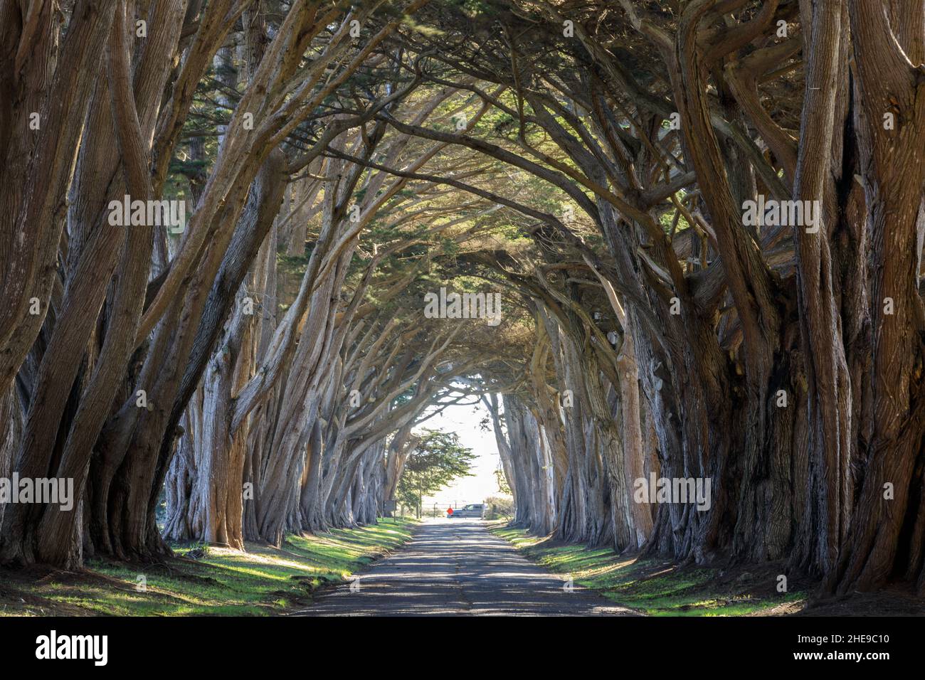 Ikonischer Cypress Tree Tunnel am Point Reyes National Seashore, Marin County, Kalifornien, USA. Stockfoto