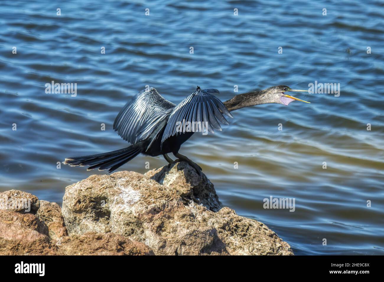 Wütend Anhinga auf Rock Stockfoto