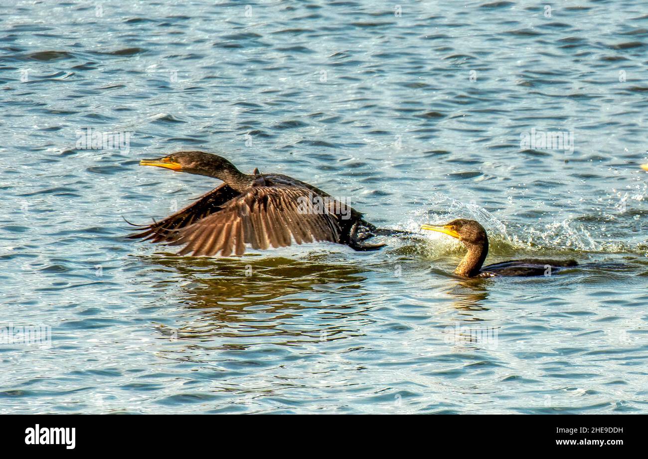 Kormorane, Die Aus Dem Wasser Abheben Stockfoto