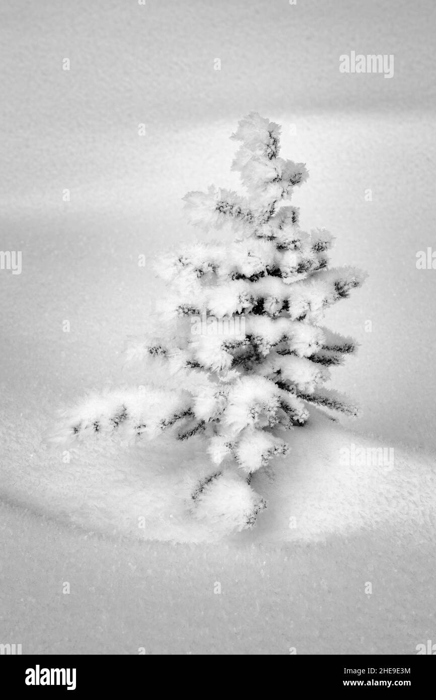Kanada, Alberta, Jasper National Park, winziger, schneebedeckter Tannenbaum, #1 (sw) Stockfoto
