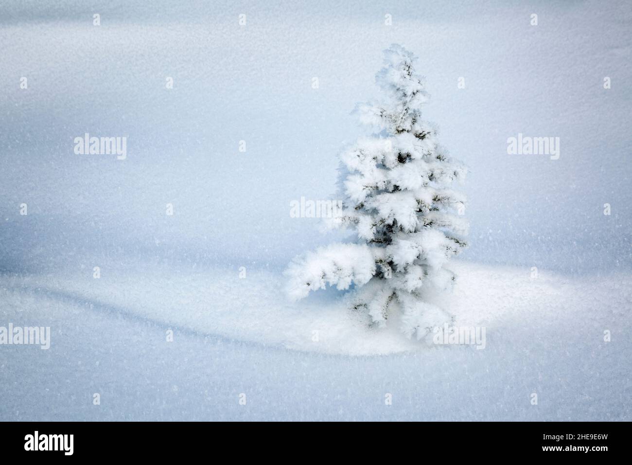 Kanada, Alberta, Jasper National Park, sehr junge schneebedeckte Tanne, #2 Stockfoto