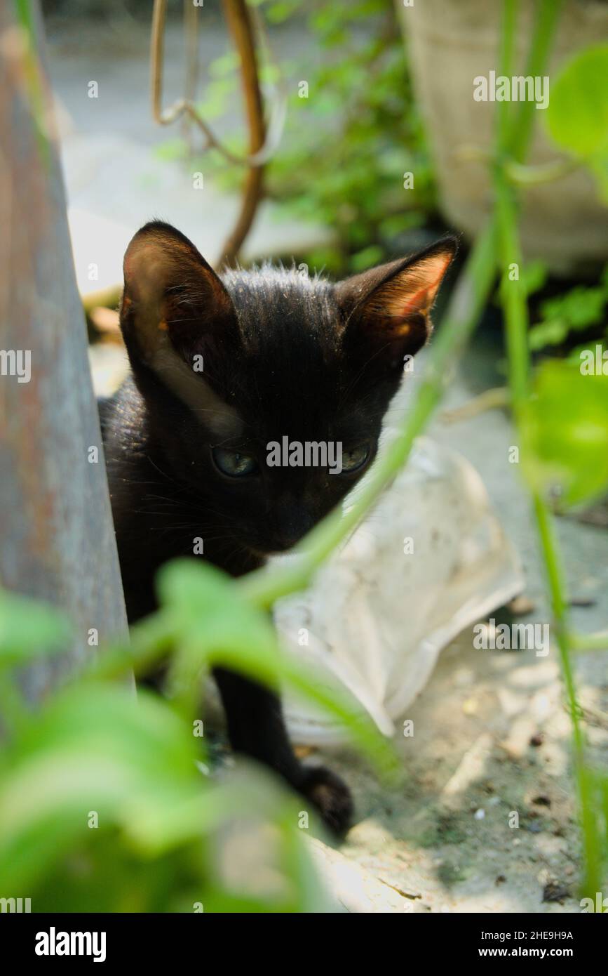 KÄTZCHEN VERSTECKT SICH IM BUSCH Stockfoto