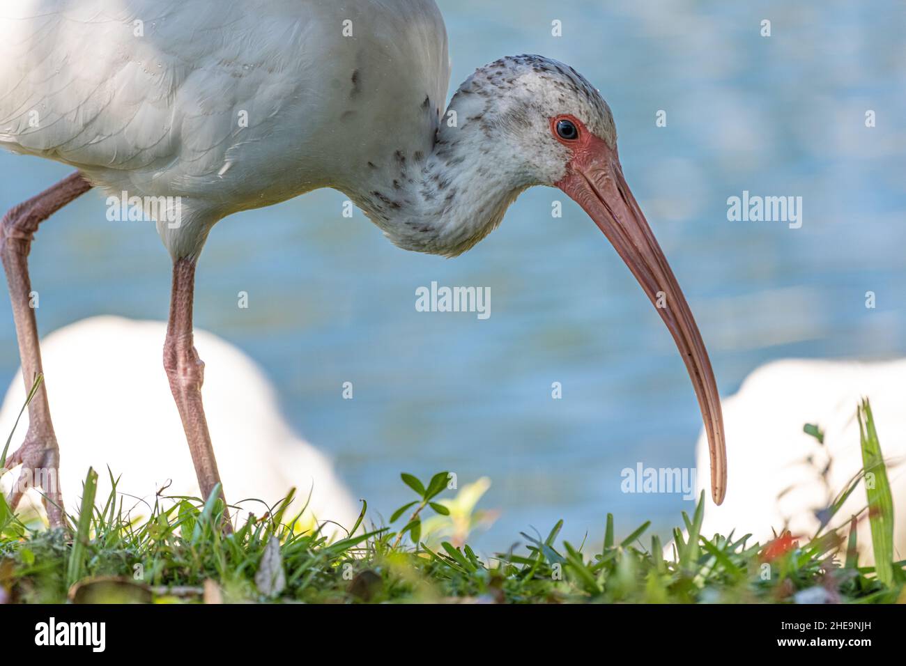 Amerikanische weiße Ibis (Eudocimus Albus) Stockfoto